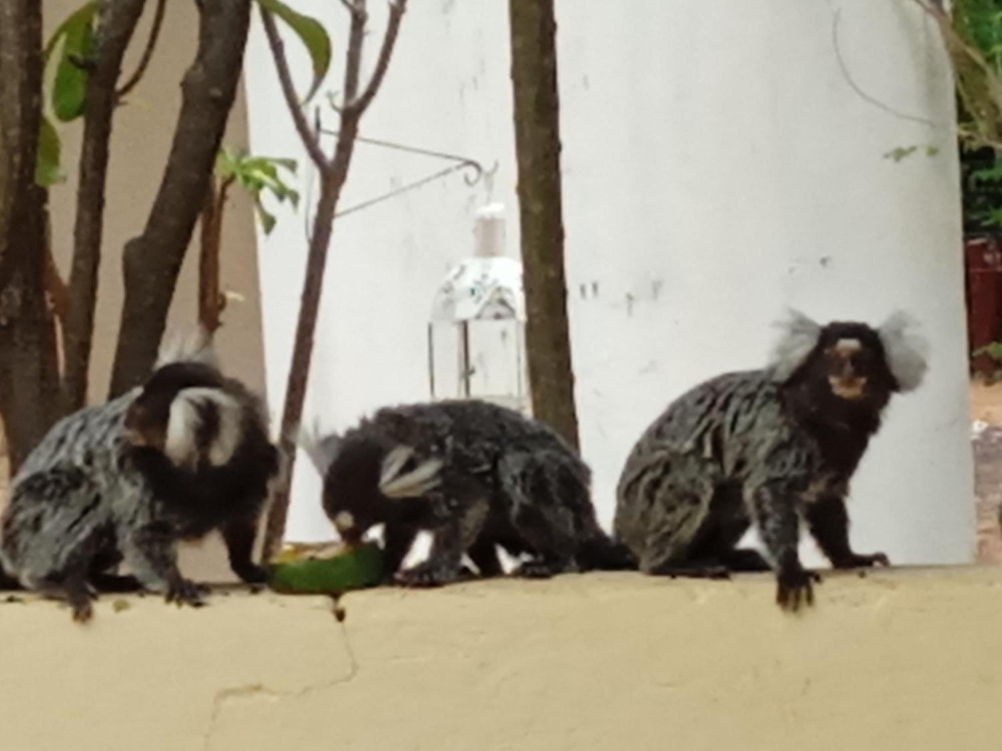 Paraiso Da Serra